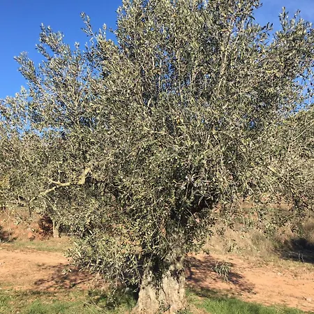 Cal Segudet 3* Castellnou de Bages